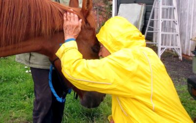 Healing With Horses