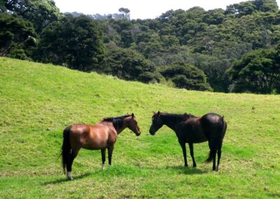 a chestnut and a brown horse standing in a grassy paddock looking at each other, forest behind the paddock