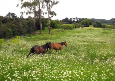 chestnut and brown horse running through beautiful meadow with white flowers and tall grass, trees in background