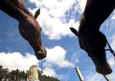 two horse's heads seen from very low angle, blue sky and white clouds behind