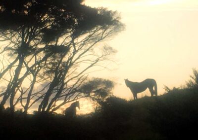 sihouetted trees and 2 horses in front of evening sky