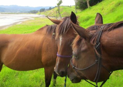 two brown horses touching noses and communicating, green grass and coastline, hills in the distance