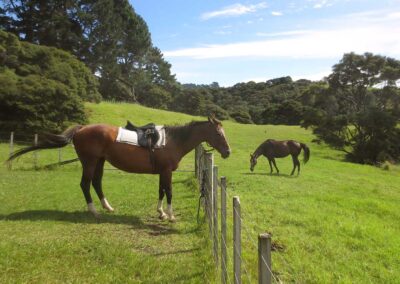 light brown horse with saddle standing by fence, dark brown horse grazing on forested paddock in background