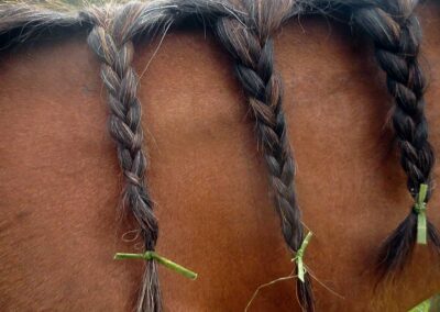 black plaited horse mane on chestnut neck, green hair ties from plant material