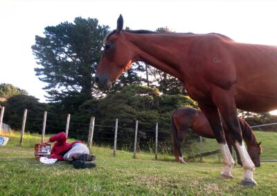 child in red jacket and gumboots lying on side on grass reading book which covers child's face, 2 untethered horses immediately nearby, one towering over child, fence and big trees in background