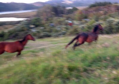 2 brown horses running fast over grass land with estuary and hills in background, blurry photo