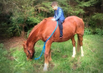 lttle boy in blue clothes sitting bareback on grazing chestnut horse on a clearing in the forest